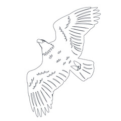 Obraz premium flying bird sketch, outline, vector