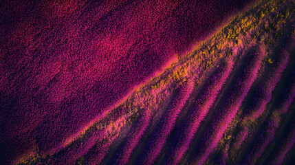 A mesmerizing aerial shot of a lavender field in full bloom during golden hour.