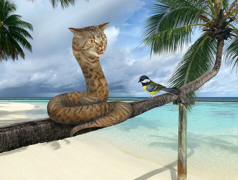 Cat snake on palm tree near seashore