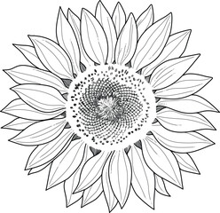 sunflower sketch hand drawn vector on transparent background
