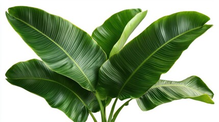 Obraz premium Vibrant green banana leaves showcasing natural beauty and texture for decorative use.