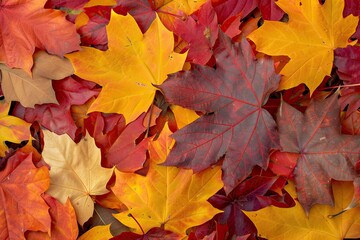 Fototapeta premium Autumn leaves in vibrant colors. Perfect for fall-themed designs, websites, or backgrounds.