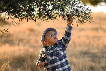 boy picking olives from trees for olive oil © Mariia Andreeva