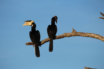 Tropical Birds © peter_qn