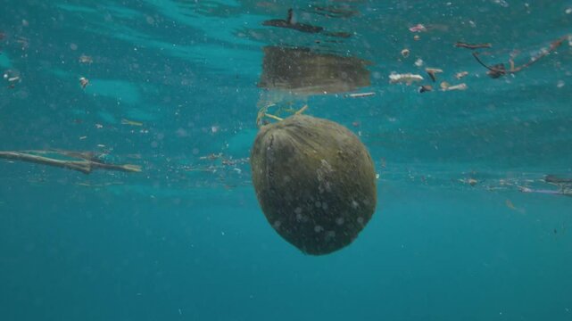A floating coconut miles from its origin in Bora Bora.