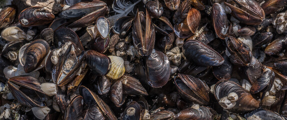 SHELLS - A small seashells on the sand of sea beach