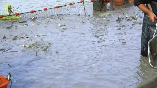 fish jumping in the water because they were caught by the net of sinners in a Aquaculture Pond of Akaszt&oacute;, Hungary