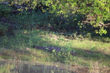 Yala Nationalpark