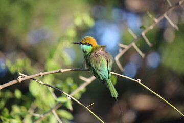 Tropical Birds