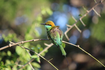Tropical Birds © peter_qn