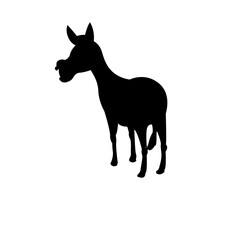 Donkey Illustration
