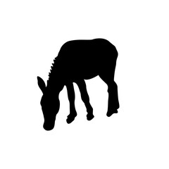 Donkey Illustration
