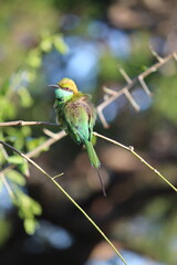Tropical Birds © peter_qn