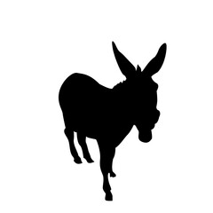 Donkey Illustration
