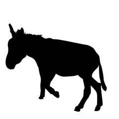 Donkey Illustration
