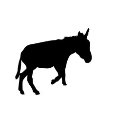Donkey Illustration
