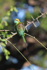 Tropical Birds