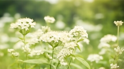 Obraz premium Delicate White Flowers Blooming In A Green Field
