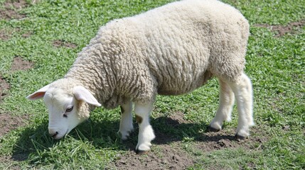 Obraz premium Cute wooly lamb grazing on fresh green grass in a sunny meadow, showcasing nature's beauty and tranquility, perfect for agricultural or rural themes in stock photography.