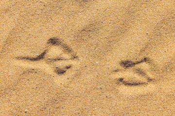 Gull tracks In sandy beach