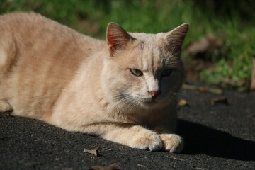 茶トラの猫