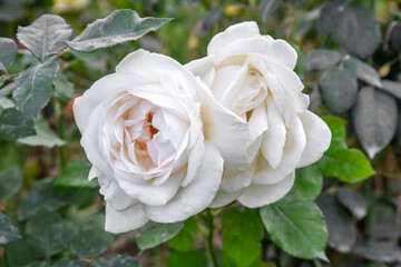 fading white rose in the garden in autumn