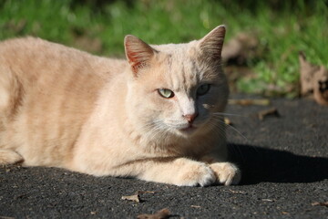 茶トラの猫