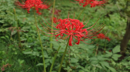 彼岸花