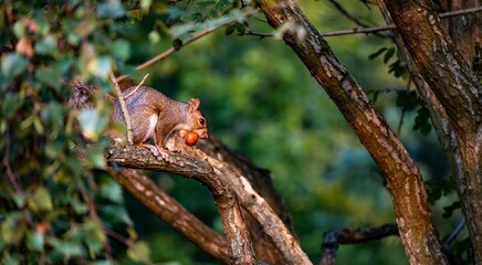 Squirrel perched on a tree branch holding a red fruit in its mouth, surrounded by green foliage.