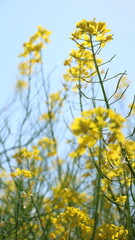 菜の花