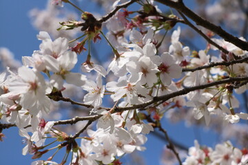 桜