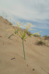 plant in desert
