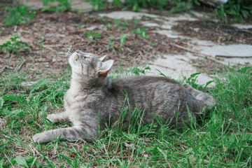 Cute grey tabby cat on a grass surface. Rural country pet in a wild environment. Selective focus. Animal during hunting.