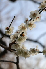 梅の花