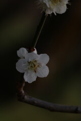 梅の花