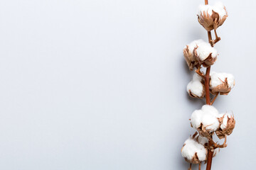Autumn Floral composition. Dried white fluffy cotton flower branch top view on colored table with copy space