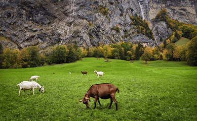 Fototapeta premium Goats in Alpine Meadow