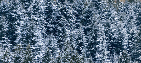 Peaceful winter forest where tree branches bend gracefully under the weight of freshly fallen snow, evoking serene beauty