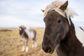 Caballos de frente en campo en islandia