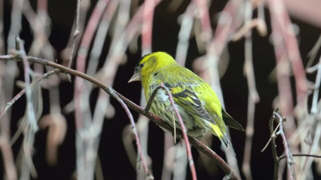 Eurasian siskin (Spinus spinus) adjusting feathers on a branch