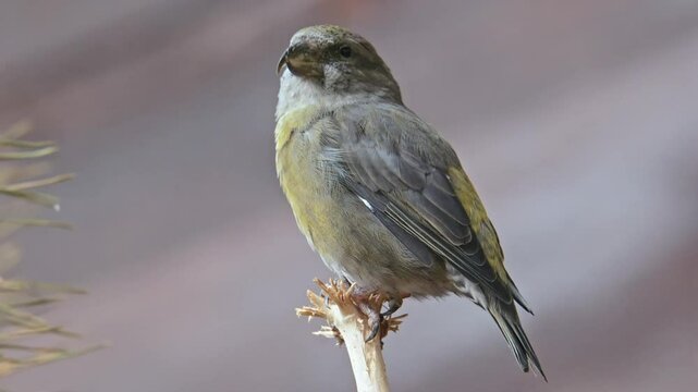 common red crossbill (Loxia curvirostra) sitting on top of branch