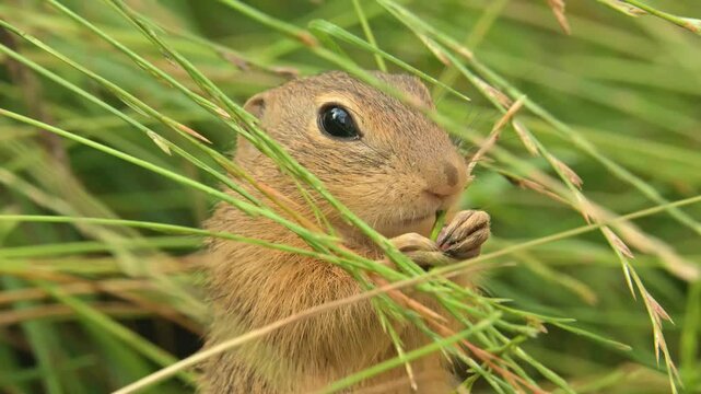 European ground squirrel (Spermophilus citellus) munching on grass