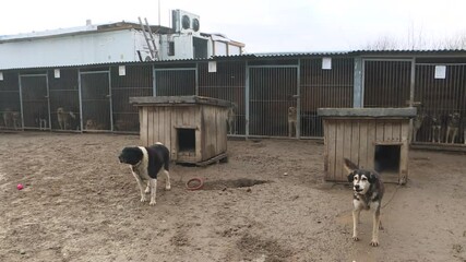 Dogs chained to a chain near their doghouse and bowls of food. dog shelter