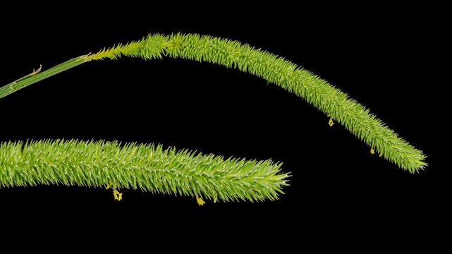 cat's-tail grass (Phleum pratense) inflorescence in bloom time lapse