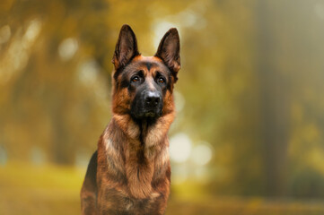 German shepherd dog posing outside, autumn 