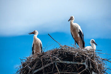 White stork in nest