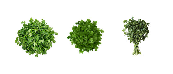 set of cilantro on a white background
