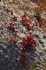 Rote Pflanze in Portugal