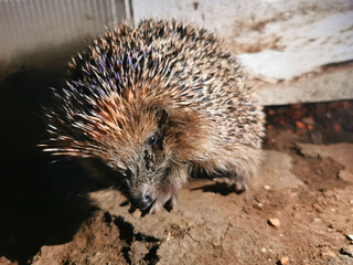 Igel