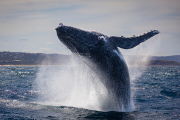 Large humpback whale full breach off Sydney northern beaches, Sydney, New South Wales, Australia © Mark